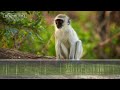 Vervet Monkey alarm calls &amp; sounds.