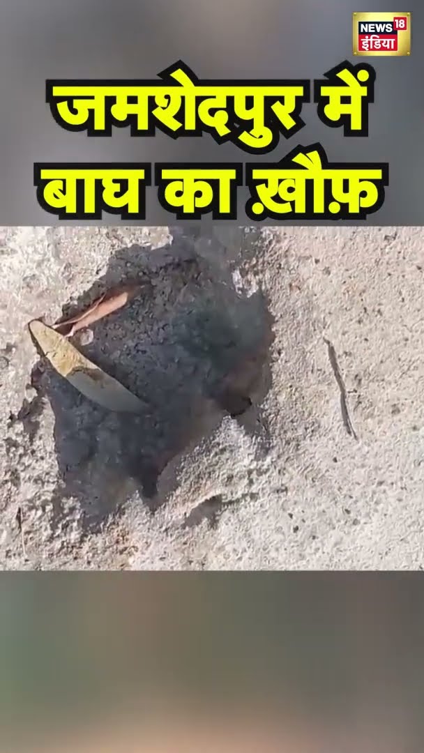 जमशेदपुर में बाघ का ख़ौफ़ | #shorts | N18S