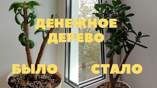 Денежное дерево | Толстянка обрезка | Бонсай из денежного дерева