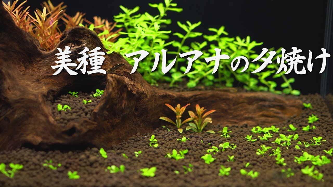 Aquarium] Beautiful velvet-colored aquatic plant 