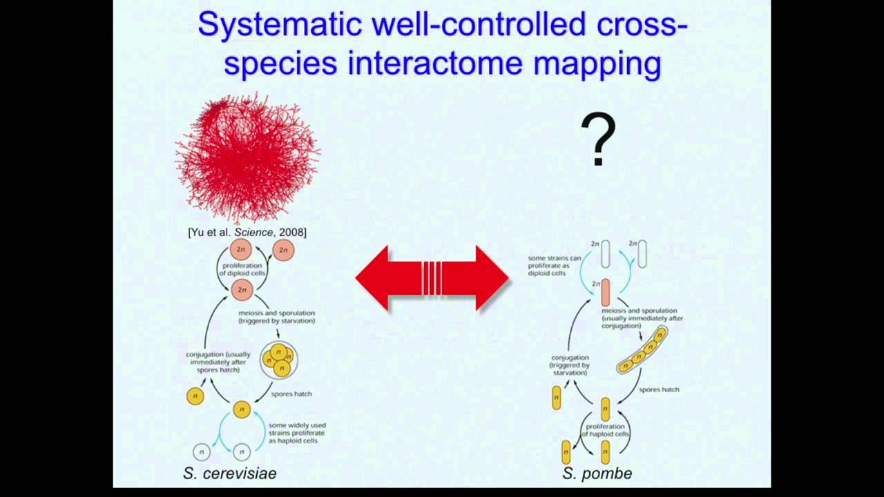 Cross-Species Interactome Mapping Reveals Network Evolution Principles from Yeasts to Human