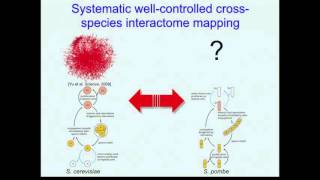 Cross-Species Interactome Mapping Reveals Network Evolution Principles from Yeasts to Human