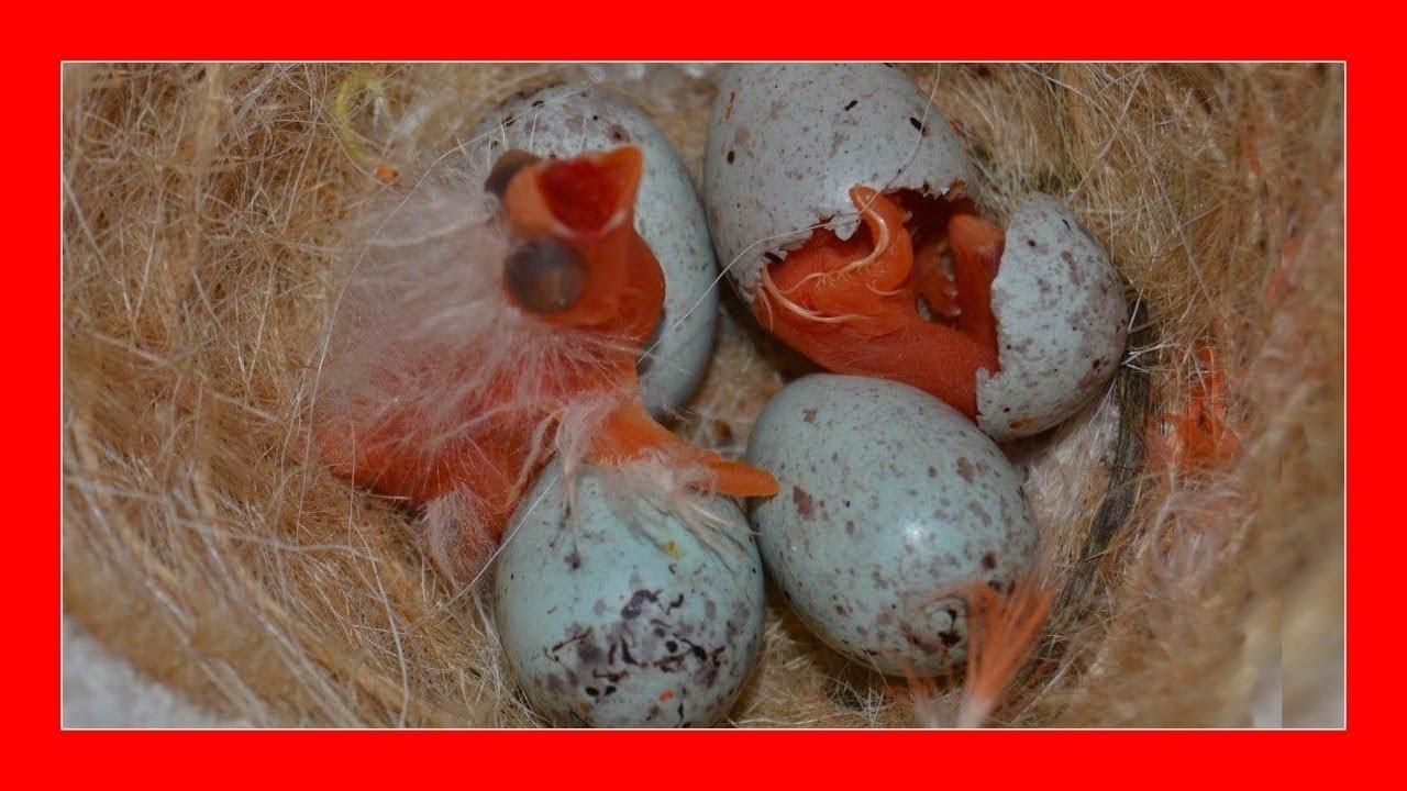 Perfecto Desconexión Efectivamente When are canaries born? 🐣 The secrets of breeding canaries - YouTube