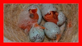 ¿CUANDO NACEN LOS CANARIOS? 🐣 Los SECRETOS de la CRIA DE CANARIOS para principiantes