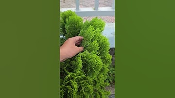 Cây thuộc bài trắc bá diệp trồng hàng rào trang trí  #nghenong #nghenongcailay #garden