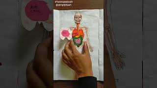 Human Body System💀🧒. #humanbody #scienceproject #humananatomy #school #art