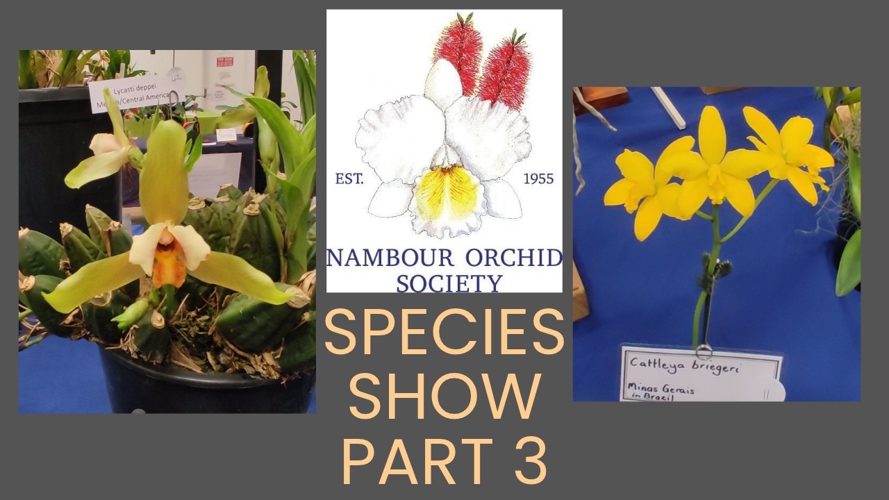 Rare Wild Orchids! Nambour 2025 Species Show Tour: Part 3 - YouTube