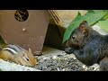 Squirrels and Chipmunks Sharing Seeds - 11 Hours - Aug 21, 2021