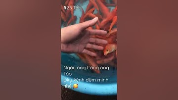 Ông công Ông Táo lên trời, Cá Chép vàng #fishing#fish#cáchépvàng#video#short#holiday#official#foryou