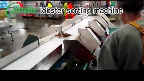 EXTREME Seafood Grading Machines for Lobster King Crab Abalone