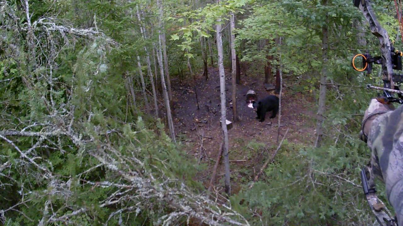 2016 WI legal bear hunt YouTube