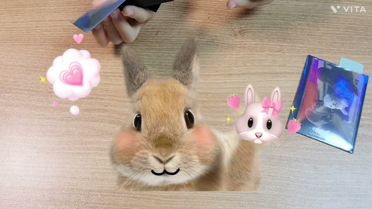 포카계 | 아이브, 수달 포카포장계 포포계