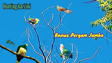 Burung Pergam dan Punai di hutan bakau @agusthehunter82