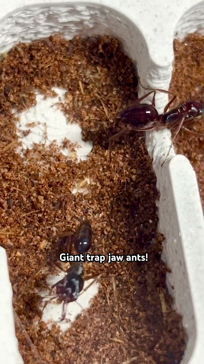 #shark #jaws #movie #ants #lifeisbutadream #songlyrics #insects #whowillbemylifepartnerta #songs
