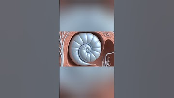 How the Cochlea Translates Sound into Signals