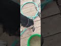 Spring for the koi is looking good