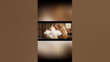 Capybara cho gà ăn và cái kết bật ngửa ở cuối video
