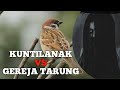 Masteran Cendet Suara Kuntilanak Vs Gereja Tarung Mp3 - Mp4 Download