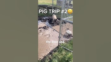 Let my pig run #pig #run #viral #fyp