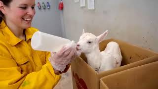 Modern Goat Processing Factory Technology 🐐 us farmers Farming Millions of Goat For Meat and Milk
