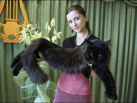 Видео: Сравнение кота, кошек и котят мейн-кун, вес мейн-куна / Maine Coon (Animal Breed) питомник Лирикум