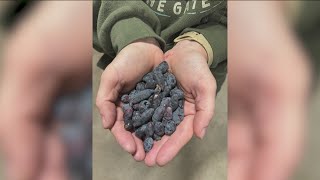 Iowa s next new niche fruit Honeyberries