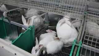 Ferma de iepuri Drochia, Moldova / Rabbit farm Moldova