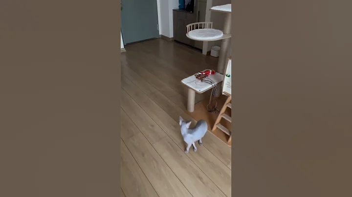 Watch the video about Sphynx family Loki,Lili & Kili #sphynx #catlife #catlover #catlove #catoftheday #catphoto #cat #cats