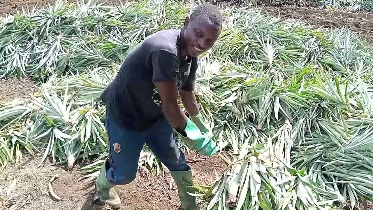 comment reussi son planting en culture d'ananas :le cas de la variété cayenne lisse dans le moungo.