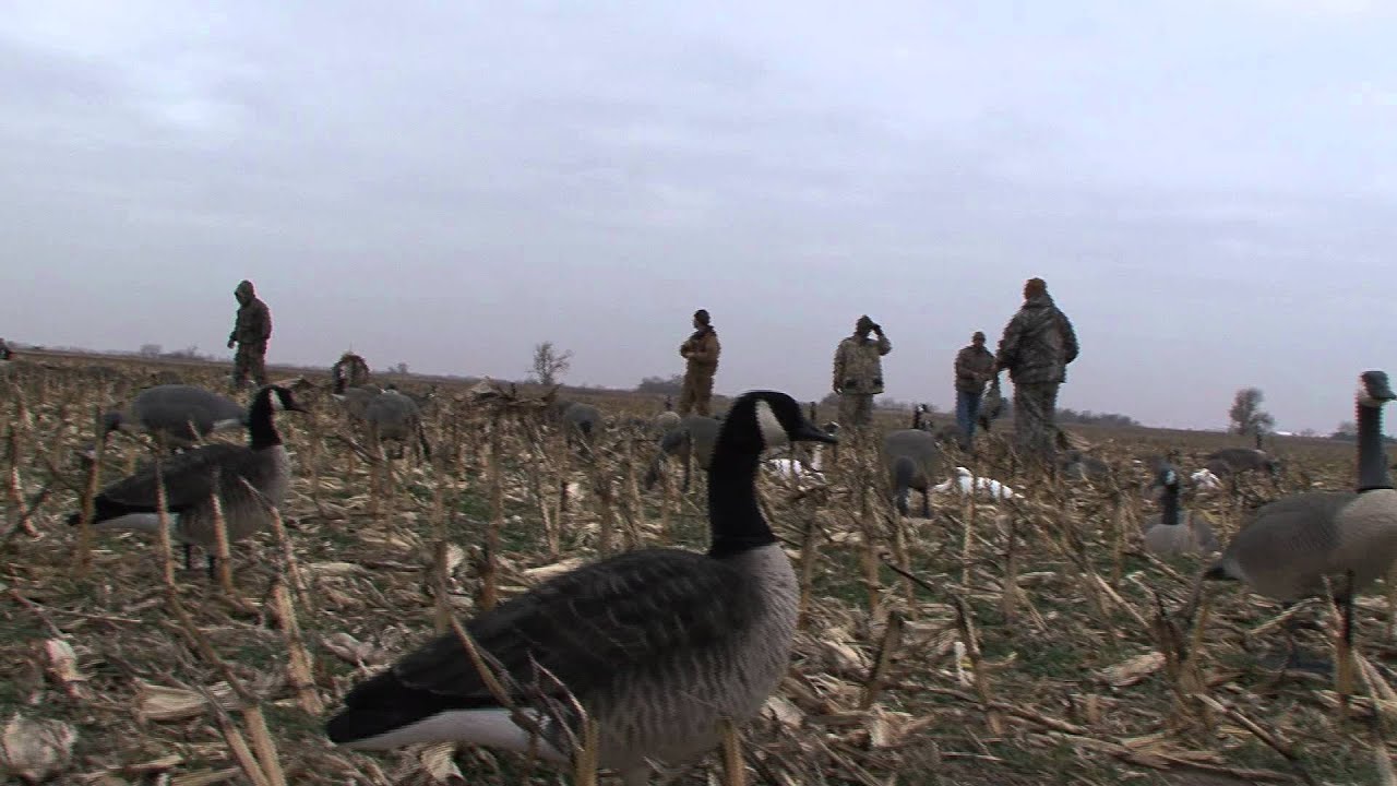 goose hunting in kansas YouTube