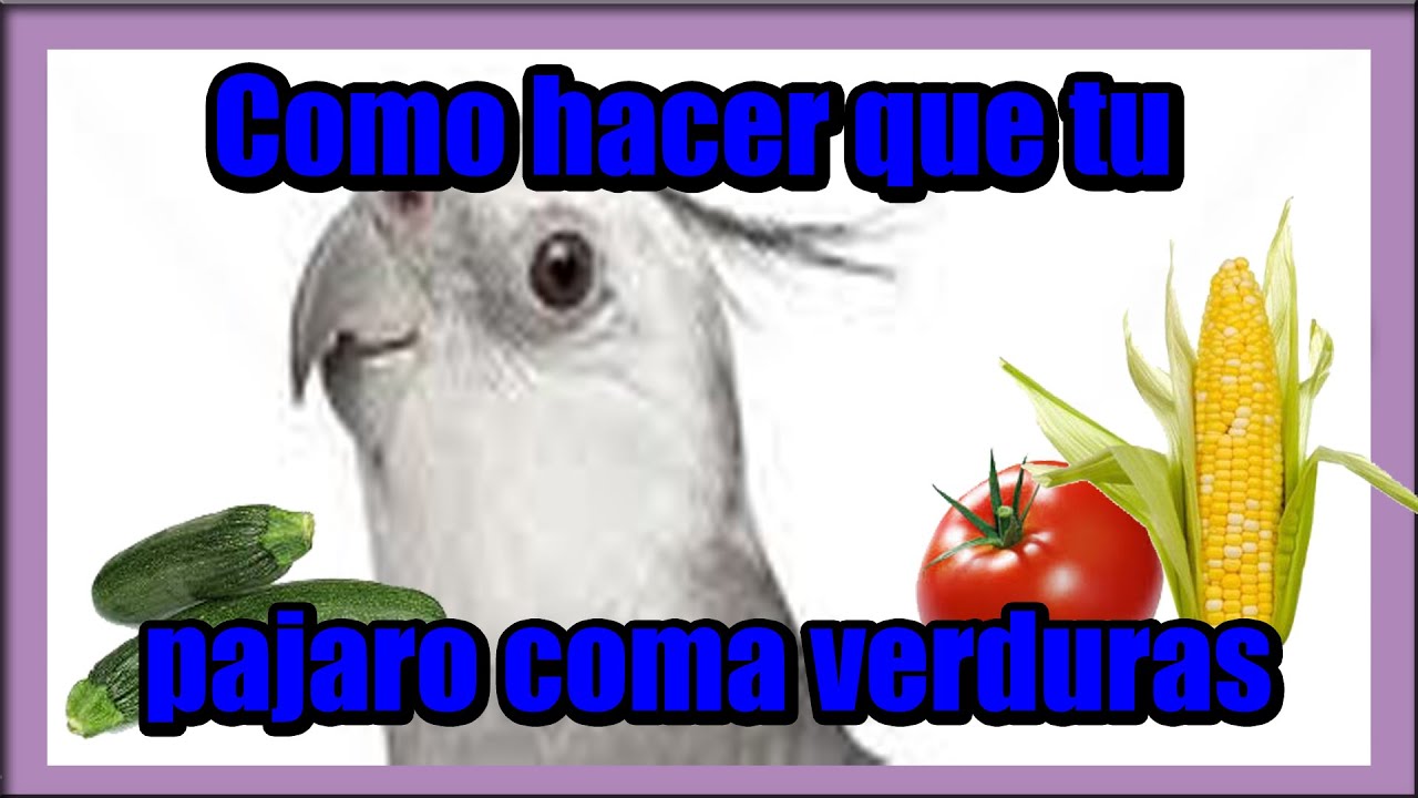 Como hacer que tus pajaros coman verduras gatos feos