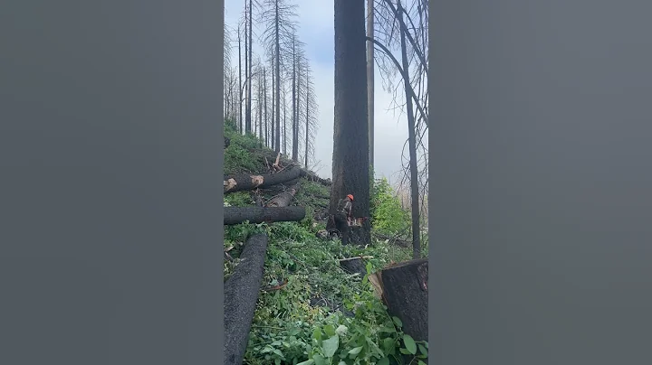Plumas hawgs. #chainsaw #tree #logging #california #wood #powertools #logging #timber #fire