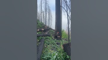 Plumas hawgs. #chainsaw #tree #logging #california #wood #powertools #logging #timber #fire