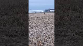 Running Bear