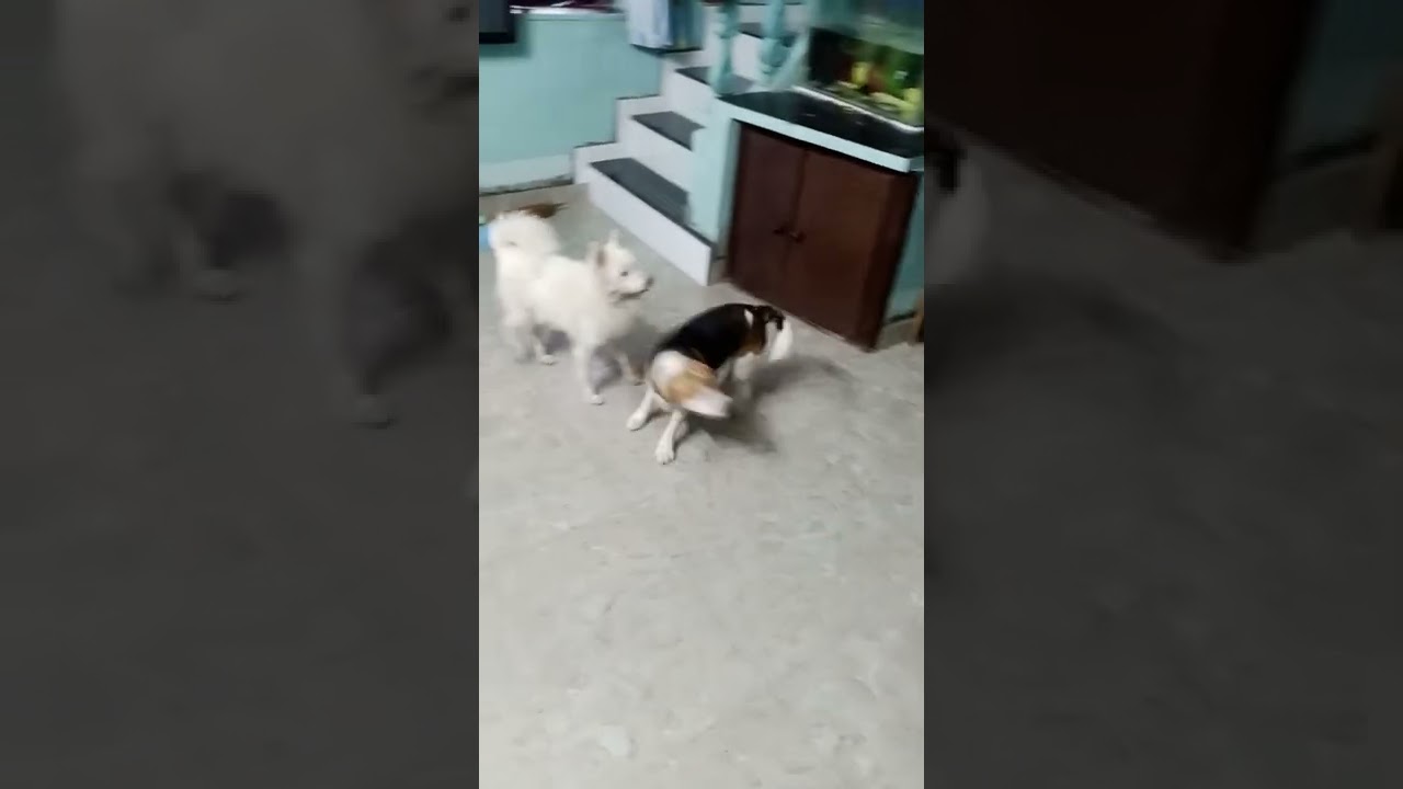 Hungry Beagle Puppy Want Her food fast