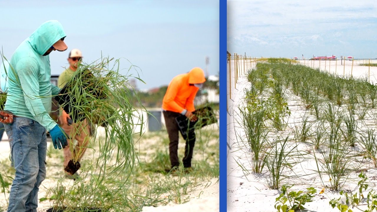 Miles of dune grass planted on Fort Myers Beach to strengthen shoreline