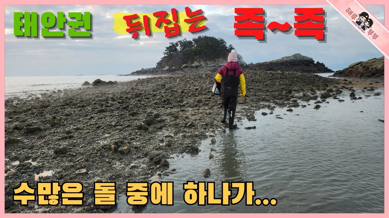 태안권 해루질 섬길 물빠진곳 수많은 돌 뒤집어 보면 놀라실 거예요