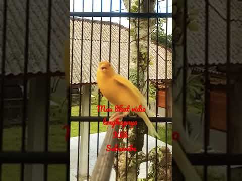 Video: Burung Guinea Dengan Aprikot, Pai 
