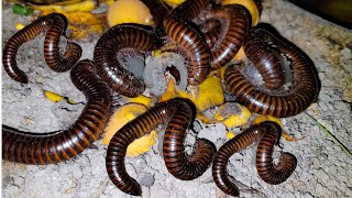 Millipede Eating Fruit At Night