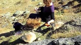 Saas-Fee Switzerland. feeding the marmots