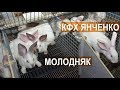 Содержание молодняка кроликов на ферме Сергея Янченко. Кабардино-Балкария.