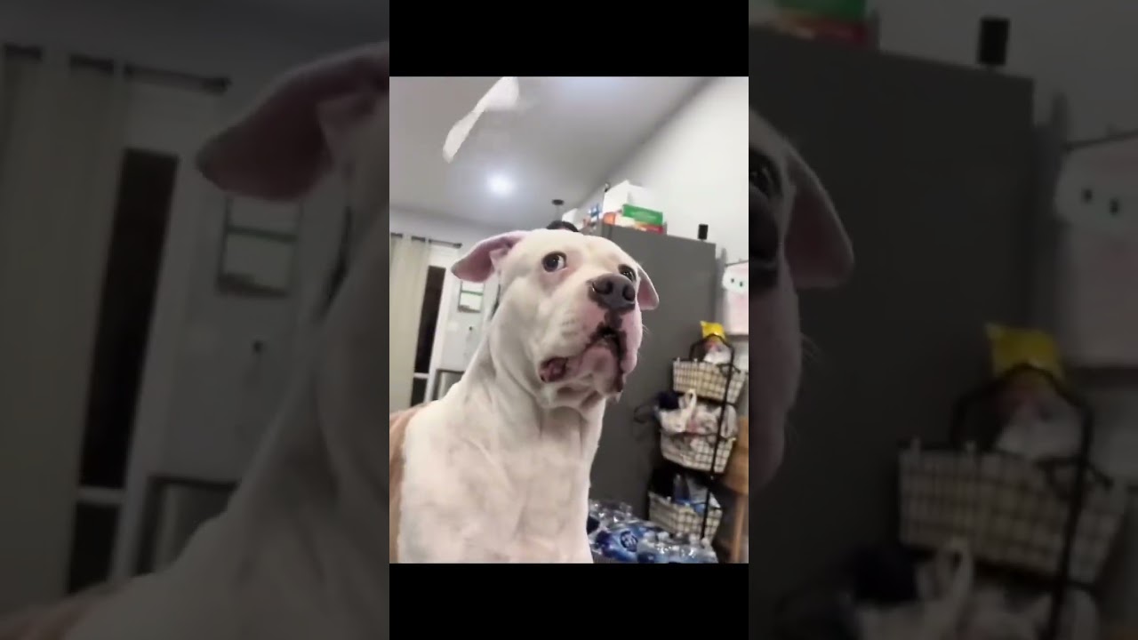 "Hilarious"Dogs Be Like: “HUH? What Did You Just Do?”