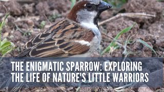 The Enigmatic Sparrow Exploring the Life of Nature's Little Warriors #animals #birds #bird #sparrow