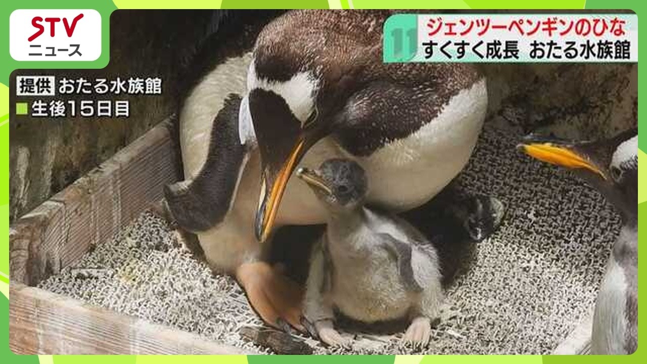 85g at birth: Gentoo penguin chick born and growing fast at Otaru
