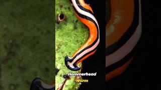 Hammerhead Worm | Carnivorous Predator