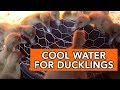 Keeping Ducklings Watered and Dry - A Simple Duck Waterer