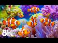 8K Underwater World — Dive Into Beautiful Sea Animals and Relaxing Ocean Ambience