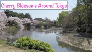 Japan Day 2: Japanese Breakfast, Cherry Blossoms, Cat Cafe, Shibuya, Ginza, and Karaoke