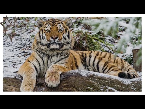 Амурский тигр. Образ жизни и среда обитания амурского тигра