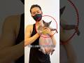 毛のない猫のデメリット